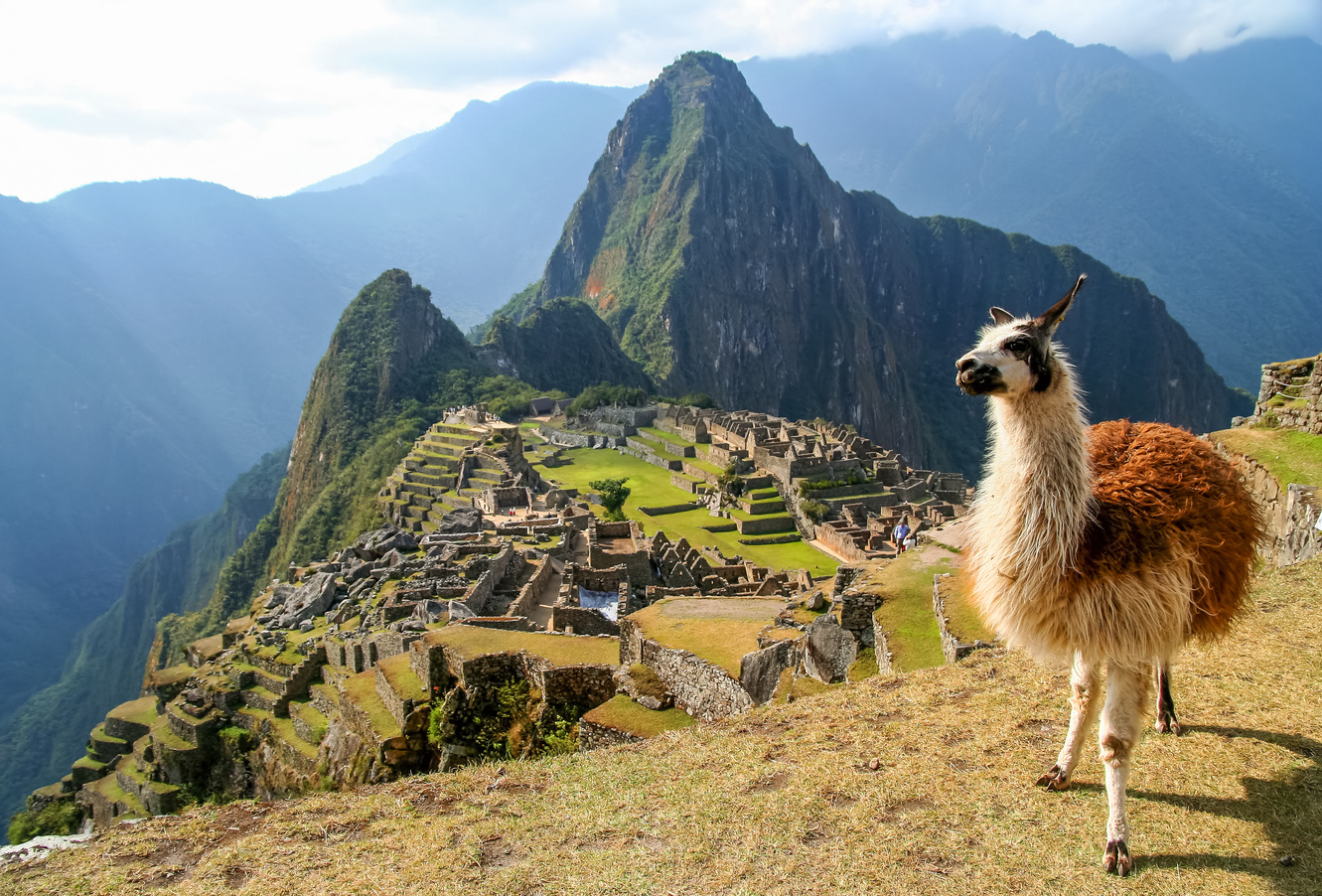 Lama And Machu Picchu